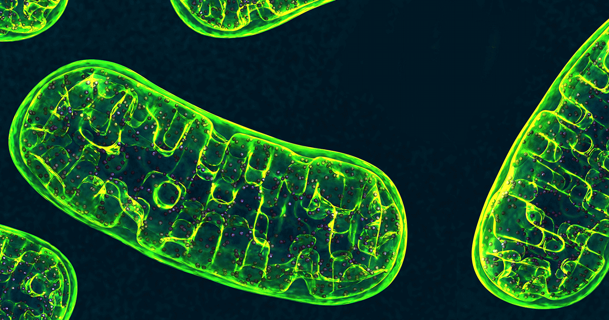 ミトコンドリア  ミトコンドリアを増やすと実感すること3選｜ミトコアオンラインショップ
